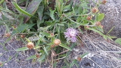 Centaurea oxylepis