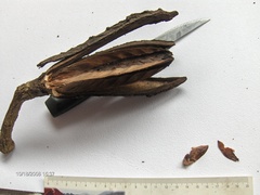 Cedrela salvadorensis