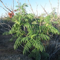 Melianthus pectinatus