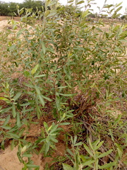 Vitex gardneriana
