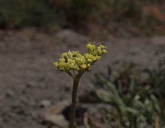 Lomatium triternatum triternatum