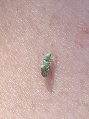 Pandeleteinus submetallicus