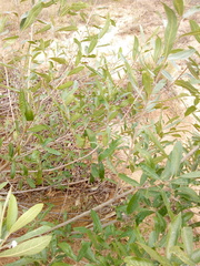 Vitex gardneriana