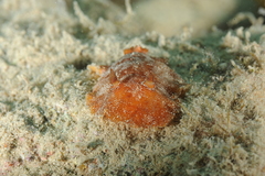 Platydoris argo