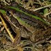 Striped Burrowing Frog - Photo (c) Donna Flynn, some rights reserved (CC BY-SA)