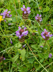 Prunella vulgaris vulgaris