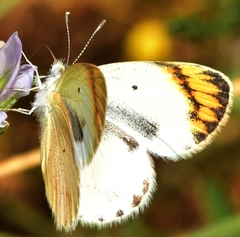 Colotis evagore