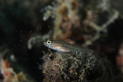 Gobius fallax