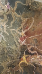 Ophiactoidea