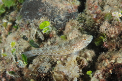 Gobius fallax