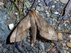 Xylophanes rhodocera