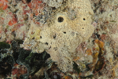 Irciniidae