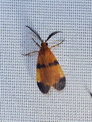 Correbidia terminalis