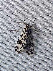 Galethalea portoricensis