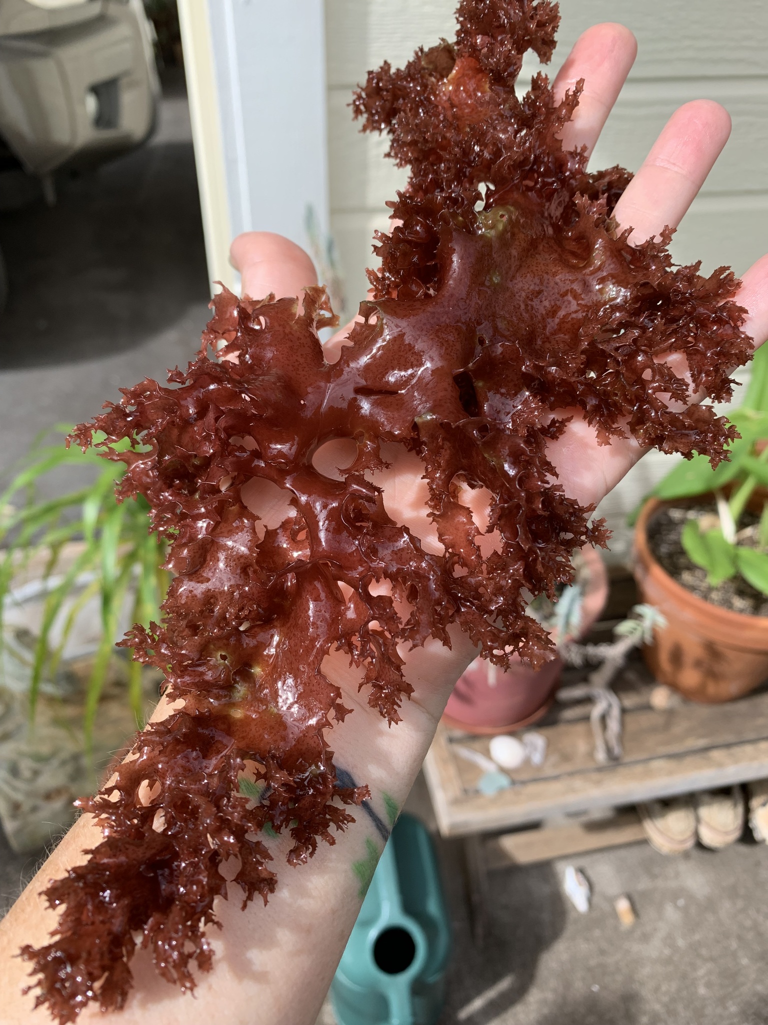 Halymenia formosa