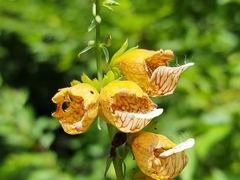 Digitalis laevigata