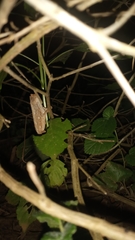 Rieppeleon kerstenii