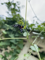 Amata sperbius