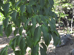 Cornus kousa