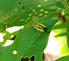 Poecilocapsus nigriger