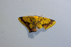 Nepheloleuca complicata