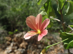 Image of Barleria longipes