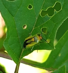 Poecilocapsus nigriger