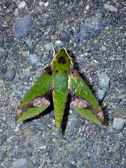 Xylophanes chiron nechus
