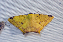 Nepheloleuca complicata