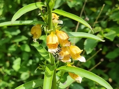 Digitalis laevigata