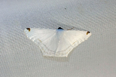 Sericoptera virginaria
