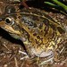 Short-footed Frog - Photo (c) Donna Flynn, some rights reserved (CC BY-SA)