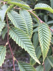 Carpinus japonica