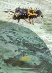 Harmonia axyridis