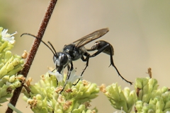 Sphex pruinosus
