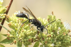 Sphex pruinosus