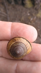 Helminthoglypta stiversiana