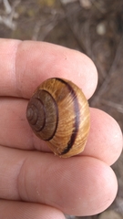 Helminthoglypta stiversiana