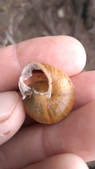 Helminthoglypta stiversiana