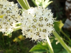 Heracleum sphondylium pyrenaicum