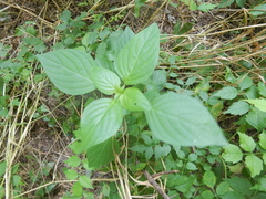 Dicliptera brachiata