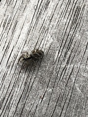 Salticus scenicus