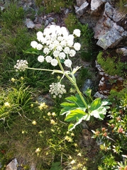 Heracleum sphondylium pyrenaicum