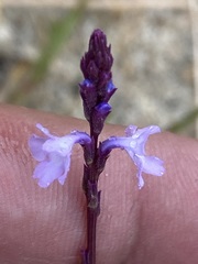 Verbena menthifolia