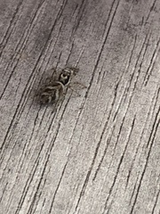 Salticus scenicus