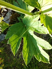 Heracleum sphondylium pyrenaicum