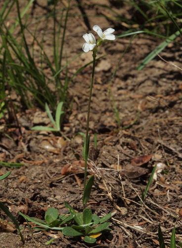 Columbia Gorge rockcress (Arabis furcata)