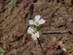 Arabis furcata
