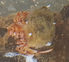 Pagurus bernhardus
