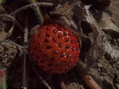 Fragaria virginiana platypetala